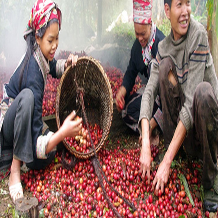 100g Thảo Quả Khô, Gia Vị Không Thể Thiếu Cho Món Phở, [ĐẶC SẢN NGON KVAFA] Sỉ Lẻ Tận Gốc