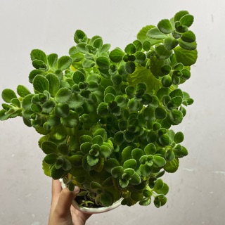 Chậu cây SEN THƠM BỤI LỚN - CÂY NHẤT MẠT HƯƠNG