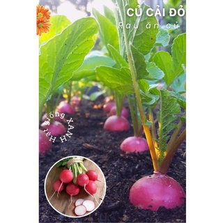 Hạt giống củ cải đỏ tròn baby gói 1gr