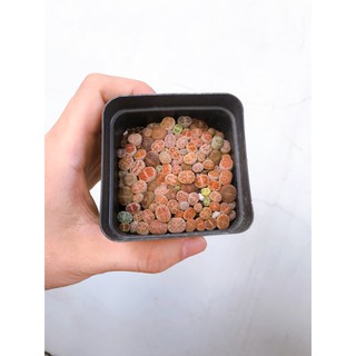 cây sen đá mông , sen Lithops , thạch lan size nhỏ