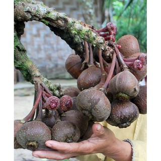 CÂY VẢ MẬT GIỐNG