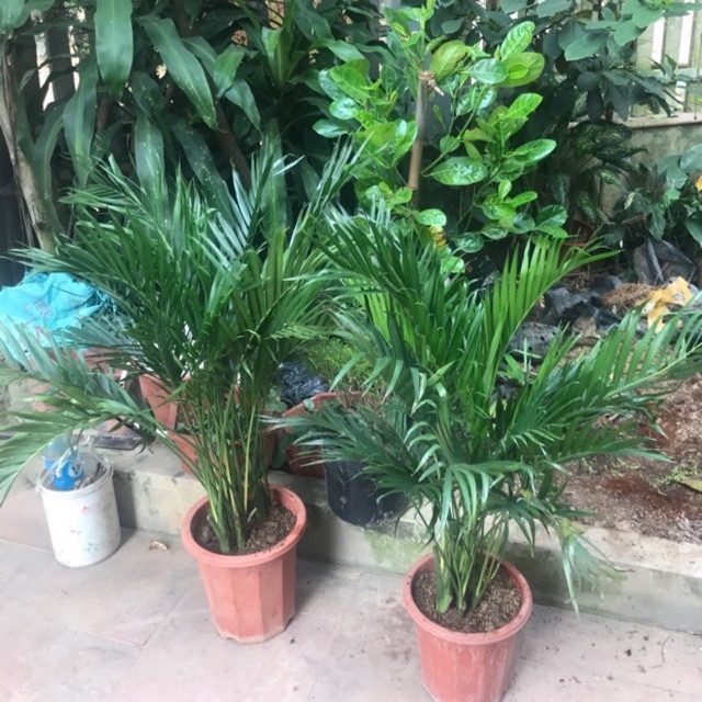 Cây cau cảnh