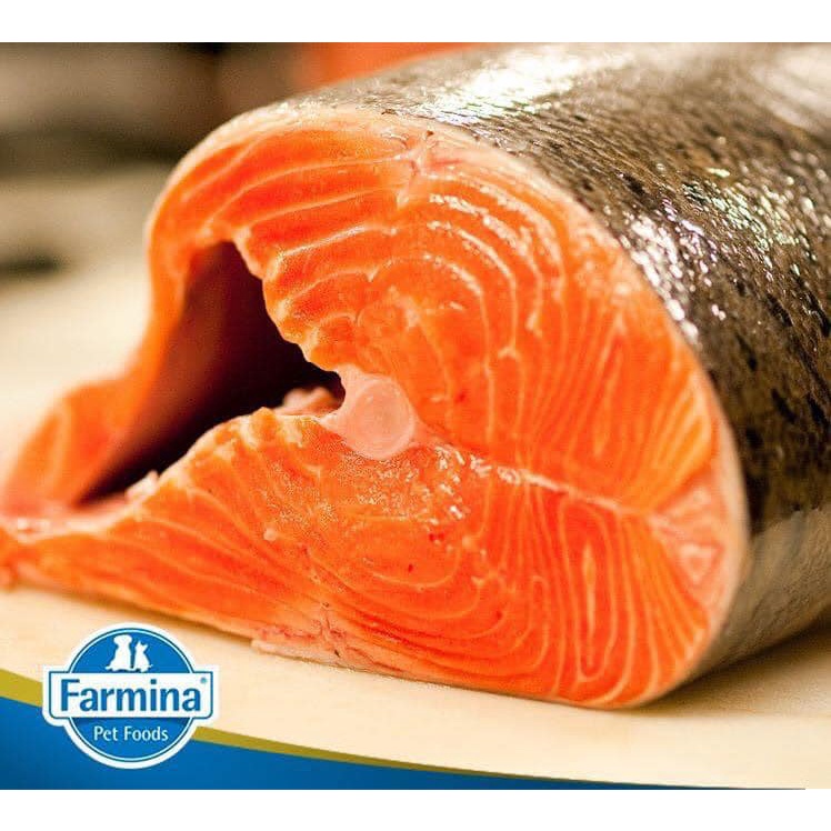 Farmina N&D PRIME KITTEN- THỊT GÀ & LỰU CHO MÈO CON, ĐANG MANG THAI HOẶC CHO CON BÚ