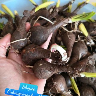 Combo 5 củ Bỉ Ngạn Lai Lycoris