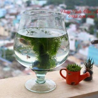 LY CÁ THỦY TINH LC2 - LC3 - LC4
