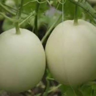 0.5gram HẠT GIỐNG DƯA LÊ