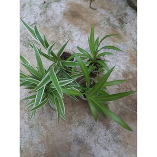 1 cây mạn nhện rễ trần