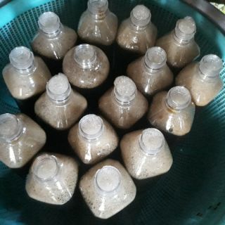 Dầu gội Thảo mộc Bồ Kết
