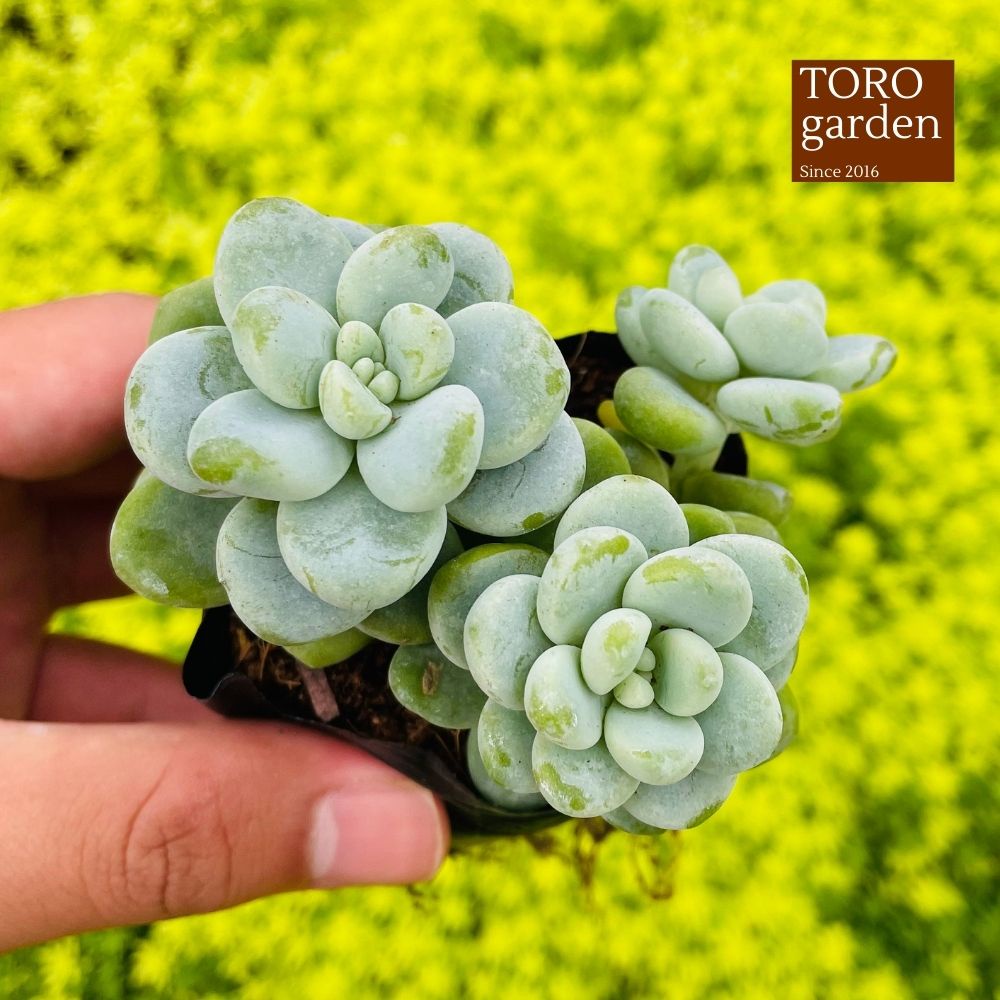Sen đá sỏi thiên thanh Đà Lạt size bé cây cảnh trang trí nhà cửa Toro garden