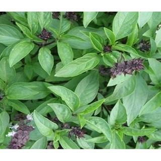 Hạt giống Rau Húng Quế Dễ Trồng, Thơm Ngon