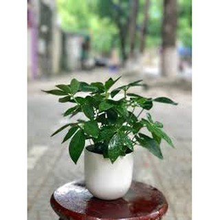 giá gốc - CÂY NGŨ GIA BÌ chậu nhựa