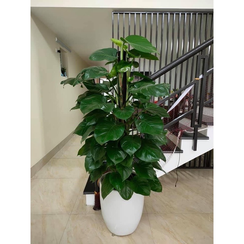 CÂY TRẦU BÀ ĐẾ VƯƠNG LEO CỘT