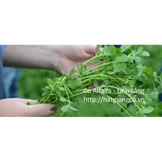 Hạt giống cỏ Alfalfa