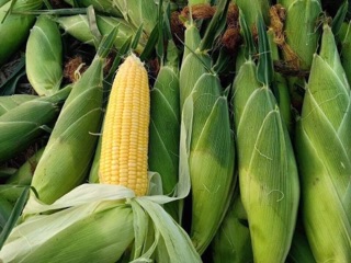 Ngô ngọt (50g)