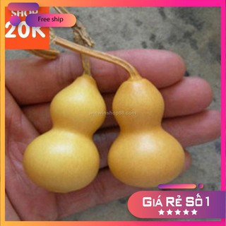 Hạt giống Bầu hồ lô mini