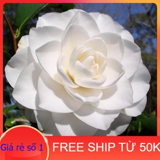Cây giống hoa trà my trắng - hoa trà bạch, bạch trà free ship từ 50k
