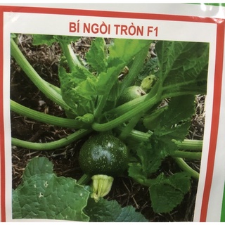 Hạt giống Bí ngồi tròn F1