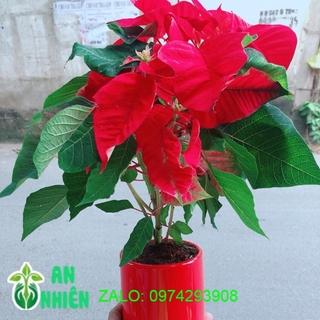 Chậu Cây Trạng Nguyên