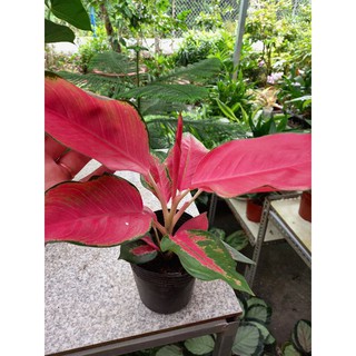 🌸🌱Cây Vạn Lộc( giống mới)🌸🌱