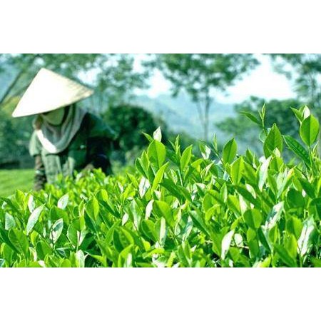 Hạt polyme siêu hấp thụ nước 1KG