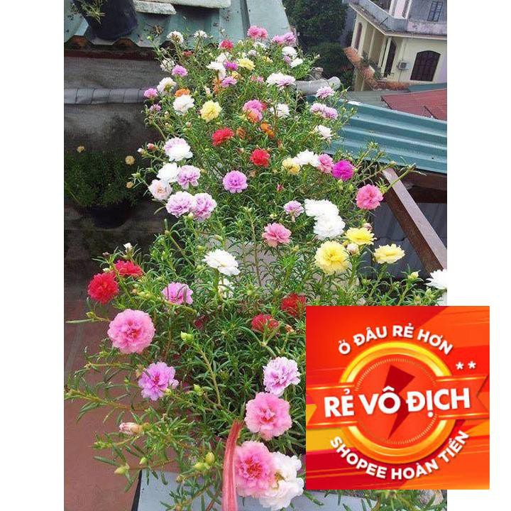 200h hạt giống hoa mười giờ kép Mỹ-Mix nhiều màu ( Portulaca ) TRỢ GIÁ