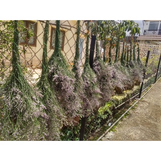Hoa sao tím tươi Đà Lạt, 200gr