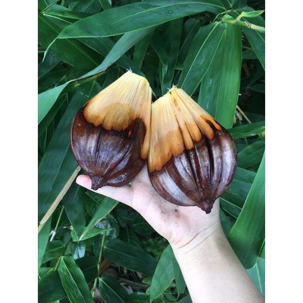 Trái dừa nước 2 trái