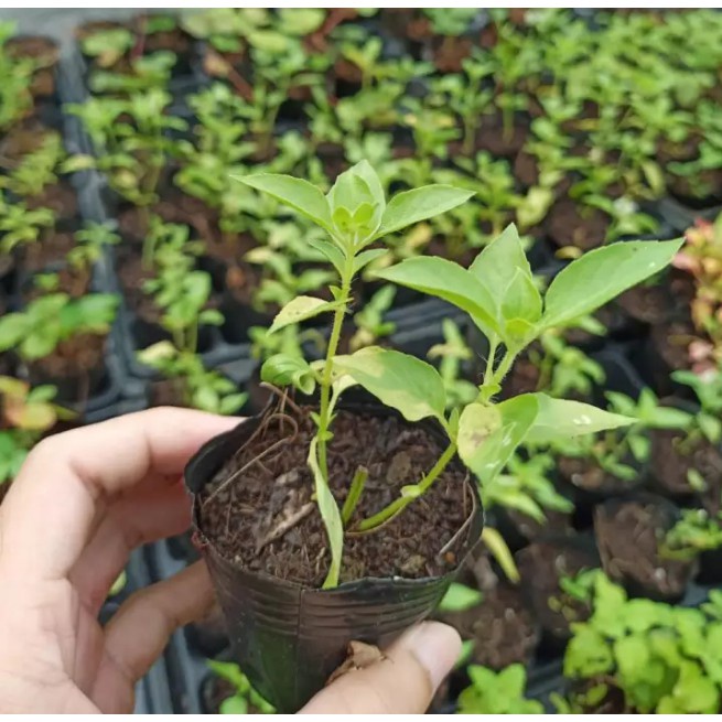 Hạt Giống Lá É Trắng/ Rau Thơm Sả (2GR) - Dễ Trồng, Thơm Ngon - MUA 3 TẶNG 1 CÙNG LOẠI