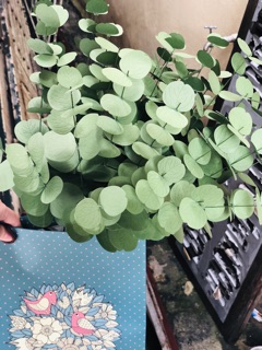 Lá táo giấy