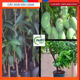 ☘️ Cây Giống ☘️  Cây Giống Xoài Đài Loan Quả To Thơm Ngọt Trồng Chậu