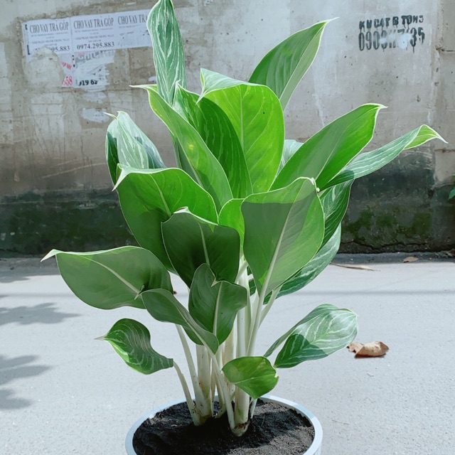 Chậu Cây Bạch Mã Hoàng Tử (chỉ giao hoả tốc)