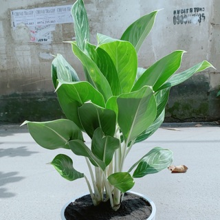 Chậu Cây Bạch Mã Hoàng Tử (chỉ giao hoả tốc)