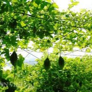 1gram HẠT GIỐNG KHỔ QUA RỪNG