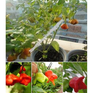 20 Hạt giống ớt chuông gió ( ớt hoa hồng )