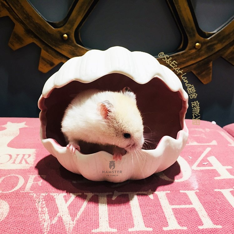 Nhà ngủ vỏ sò cho hamster, sóc, nhím,chinchilla