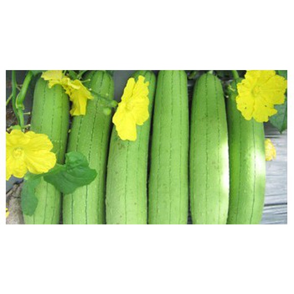 Hạt giống mướp hương Việt Nam siêu thơm - Rất Dễ Trồng, Thơm, Ngọt gói 2g