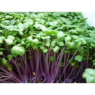 Hạt giống rau Mầm củ cải đỏ 30gr - Rau củ quả trồng tại vườn, sân thượng, nông trang, ban công
