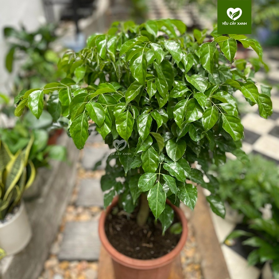 Cây Hạnh Phúc thân gỗ nội thất