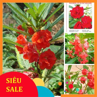 50 Hạt giống hoa Móng tay đỏ (tặng gói kích nẩy mầm và hướng dẫn) VIETPHAT