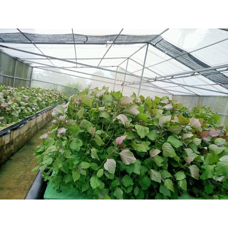 TRÀ TÚI LỌC TÍA TÔ NHÀ LÀM 100% | BigBuy360 - bigbuy360.vn