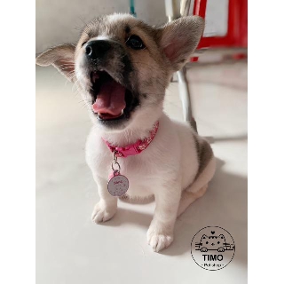Vòng cổ Thú cưng 2 lớp - Rằn ri