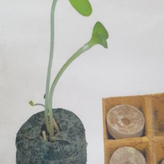 Bộ 100 viên nén xơ dừa ươm hạt