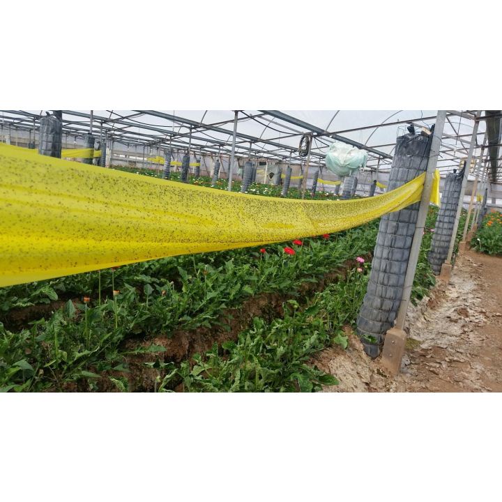 Bẫy dính diệt côn trùng 2 mặt màu vàng khổ 19cm dài 1m