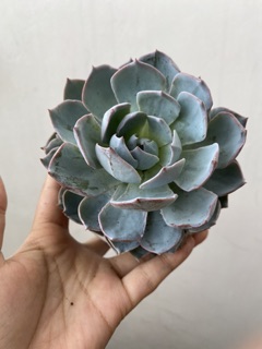SEN ĐÁ HỒNG PHẤN 8-12CM