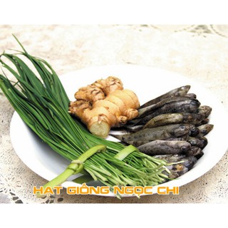 Hạt Giống Rau Hẹ Ta (Hạt Giống Ngọc Chi) - 2Gr