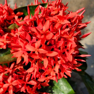 cây giống hoa mẫu đơn Mỹ đỏ ( bông trang Mỹ nhung)