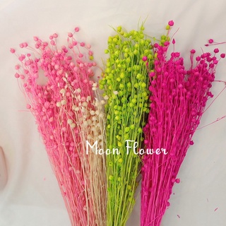 Hoa cỏ khô Flax decor trang trí cắm hoa