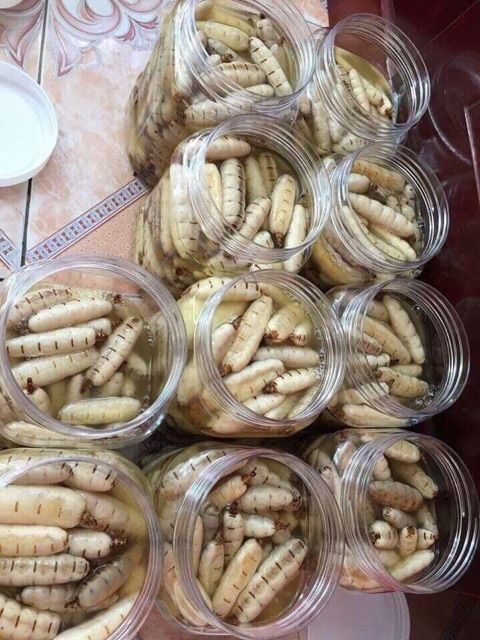 Mối Chúa (Size Đại 10 Con)