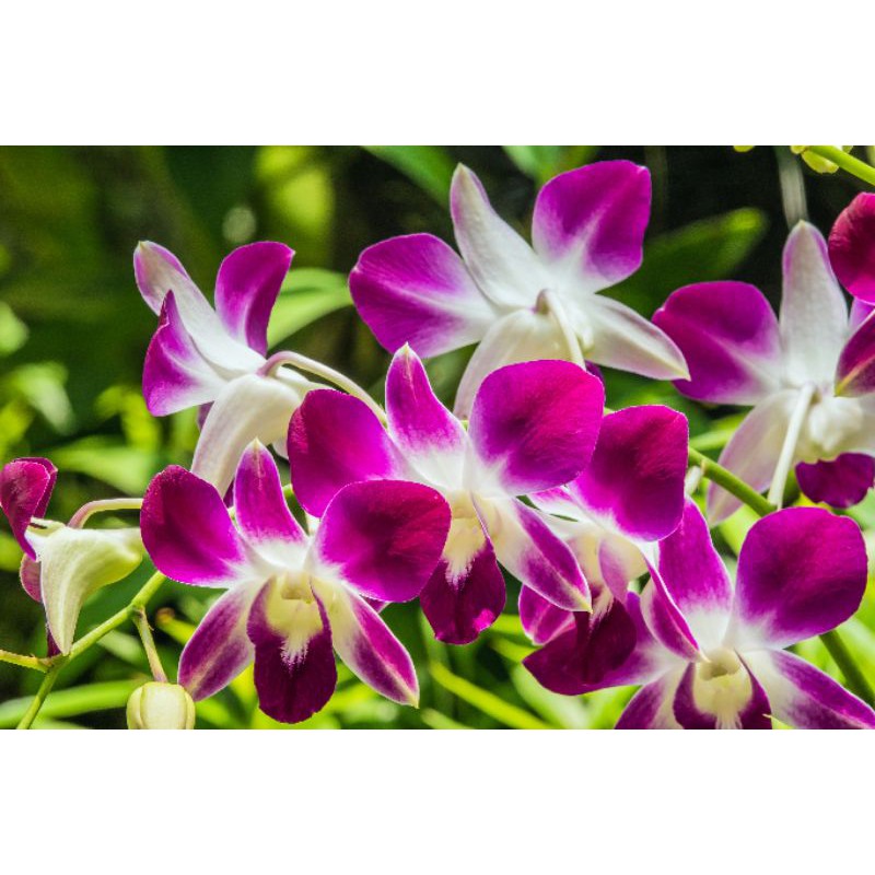 Lan Dendro Sonia hoa nở tết