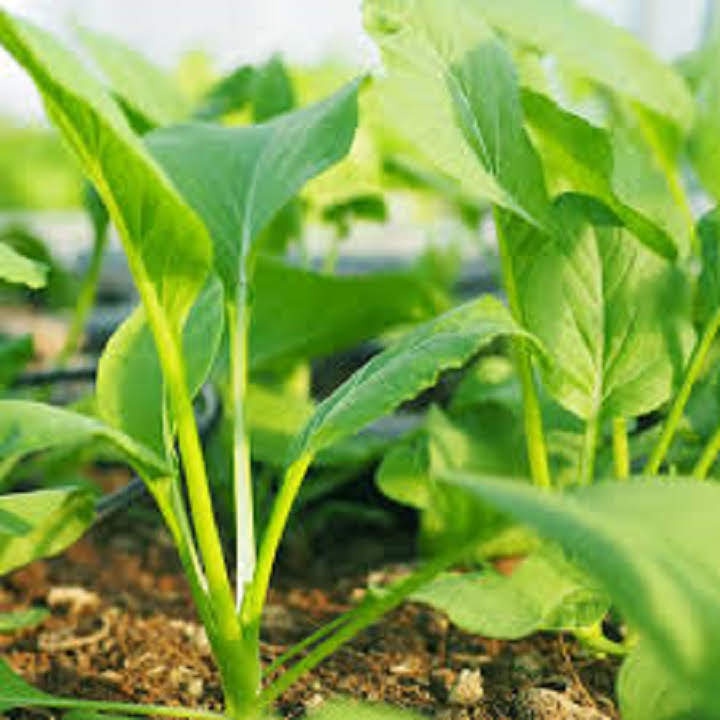 ( SIÊU RẺ ) Hạt giống cải ngọt cọng xanh 20gr